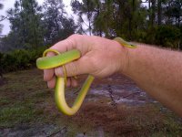 Greensnake.jpg