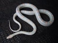 plasma corn snake male KS.jpg