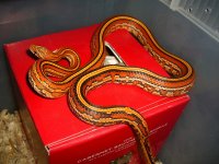 Gartersnake Rack 002_800.jpg