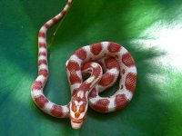 Maimi Baby P First Shed-1.jpg