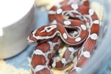 IMG_6035 Hypo (66% Het Cinder) (2) .JPG