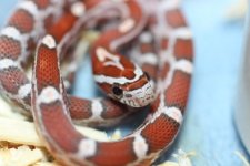 IMG_6035 Hypo (66% Het Cinder) .JPG