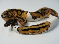 Big pied Female .jpg