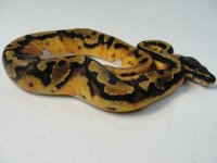 Pied Male 02 big.jpg