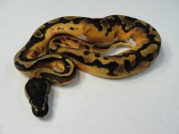 Pied male big.jpg