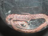 Bloodred_Cornsnake_Wild_Cherry_Dec07.jpg