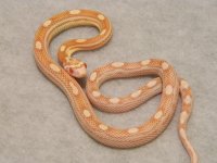 butter_motley_corn_snake_baby_l[3].jpg