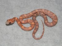 orchid_corn_snake_baby_l.jpg