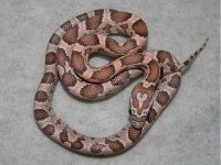 coral_ghost_corn_snake_baby_l.jpg