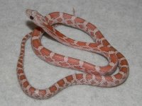 hypo_cinder_corn_snake_baby_l.jpg