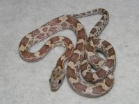 cinder_corn_snake_baby_l.jpg