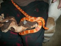 corn snake.jpg