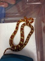 retic121813 003-R.jpg