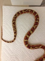 retic121813 015-R.jpg