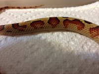 retic121813 017-R.jpg