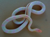 pink snow het stripe female.jpg