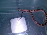 high pied cornsnake.jpg