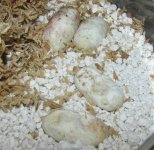 Ava eggs 09-02-11.jpg