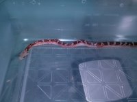 high pied male 3.jpg