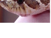 hognose.jpg