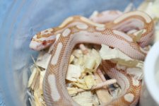 IMG_6039 Butter Motley (Het Sunkissed-Caramel)(Poss Stripe) .JPG