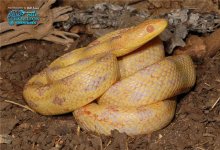 Albino Yellow Rat.jpg