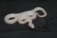 snow tess striped ians viv.jpg