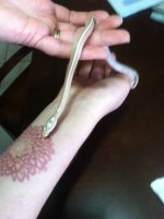 corn snake.jpg