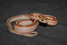 toffee tess striped male smale .jpg