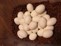 Anery eggs copy-web.jpg