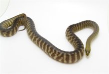 Woma Python 001 (Small).JPG