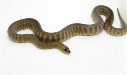 Woma Python 002 (Small).JPG