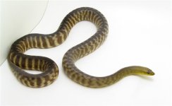 Woma Python 003 (Small).JPG