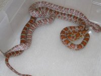 Miami Keys het Amel Cinder X Upper Keys het cinder (BJ59).jpg