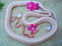 HN Baby H First Shed-12.jpg