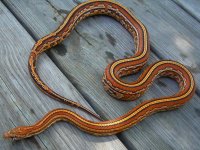 Gartersnake SEptember 2011 004cr.jpg