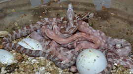 061812HypohetLamberhatchlings.jpg