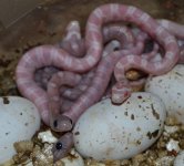 061812CoralSnowandPhantomhatchlings.jpg