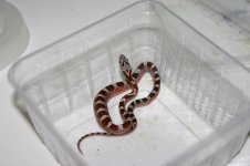 bloodred het pied sided anery poss hypo motley amel (800x533).jpg