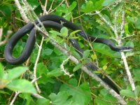 Black Racer July 2011 004cr.jpg