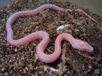 pretty in pink corn snake opal diffused stripe.jpg