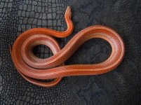 tessera stripe het anery cinder hypo corn snake.jpg