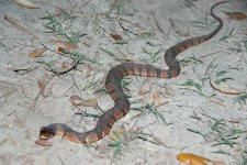 10040501PD_water_snake.jpg