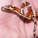 (Sinaloan x Cornnake) X (Honduran x Okeetee)sinacornduran2012 008cs.jpg