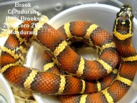 male brook cornduran 1235.jpg