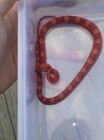 corn snake.jpg