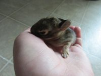 BABY BUNNIES 002.JPG