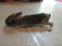 BABY BUNNIES 003.JPG