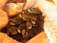 BABY BUNNIES 010.JPG