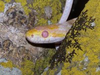 Ione April '12 - close up.jpg